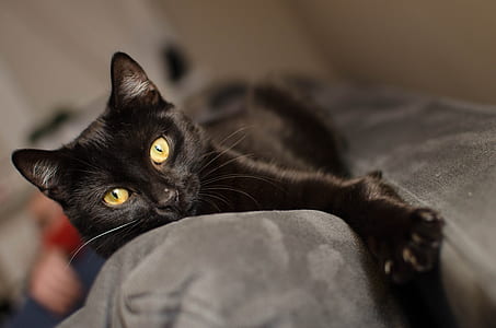 close-up photo of short-fur black kitten on gray linen thumbnail