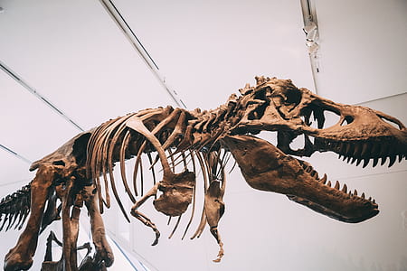dinosaur figure thumbnail