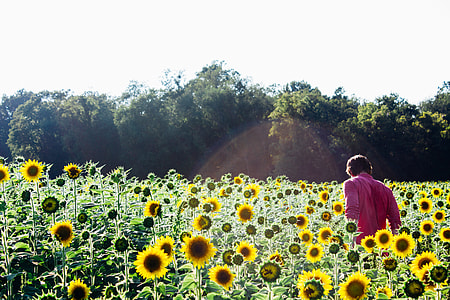 person between sunflowers during daytime thumbnail