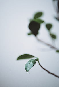 close-up photo of green ovate leaf plants thumbnail