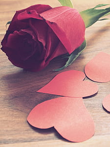 pink flower thumbnail