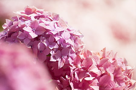 pink petaled flowers thumbnail