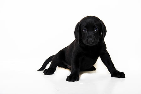 black short-coat puppty thumbnail