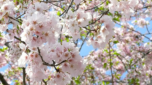 white flowering tree thumbnail