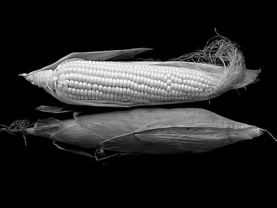 sweet corn thumbnail