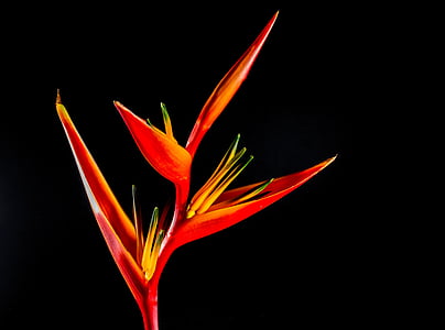 red-and-yellow bird of paradise flower closeup photography thumbnail