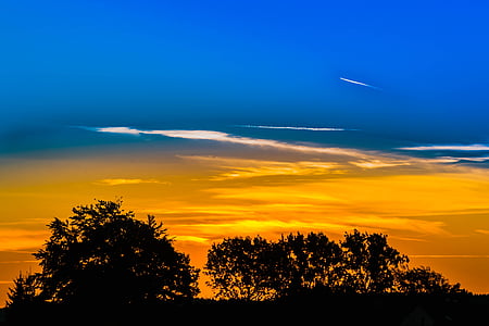 silhouette photo of trees during golden hour thumbnail