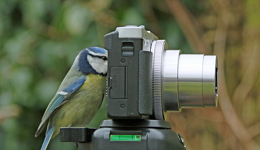 yellow and white short-beak bird beside gray point-and-shoot camera during daytime thumbnail
