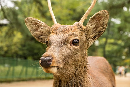 focus photography of brown deer during daytime thumbnail