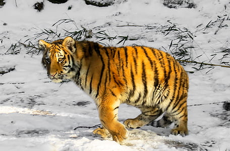 tiger standing on snow thumbnail