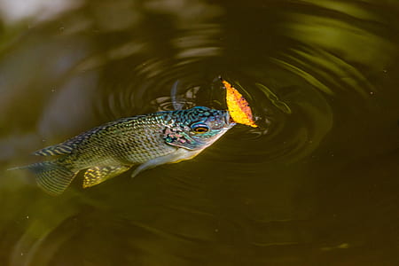 gray, black, and teal fish in body of water thumbnail