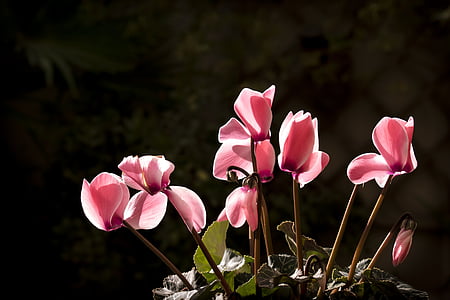pink flowers thumbnail