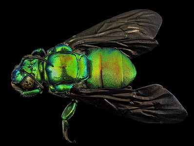 green stinky bug thumbnail