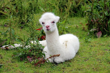 white llama sitting on green grass during daytime thumbnail