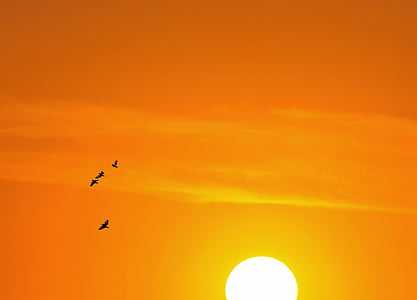 four birds flying during sunset thumbnail