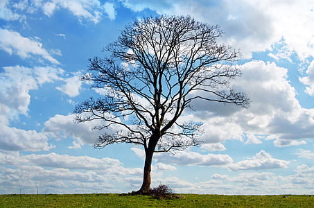 bare tree thumbnail