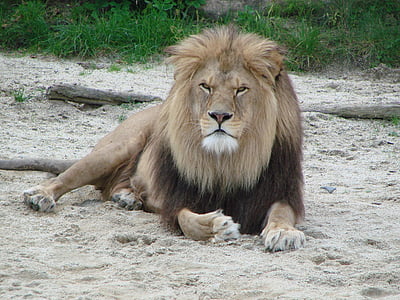 brown lion leaning on sand against green grass thumbnail