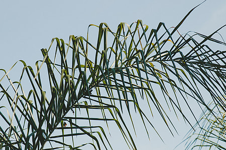 green palm leaf thumbnail