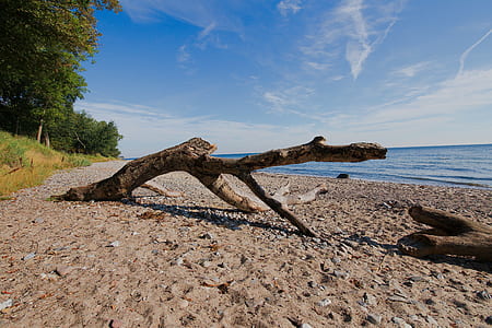 driftwood on beach thumbnail