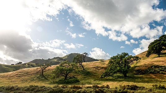 green leafed trees thumbnail
