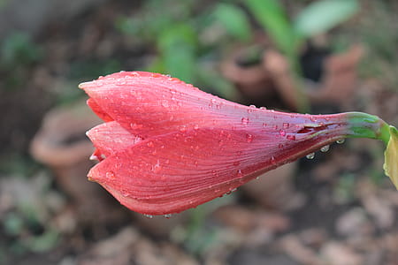Selective Focus Photography Of Pink Flower With Water Dew thumbnail