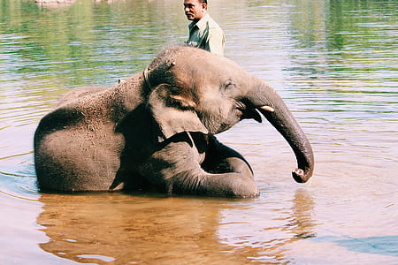 elephant on body of water thumbnail