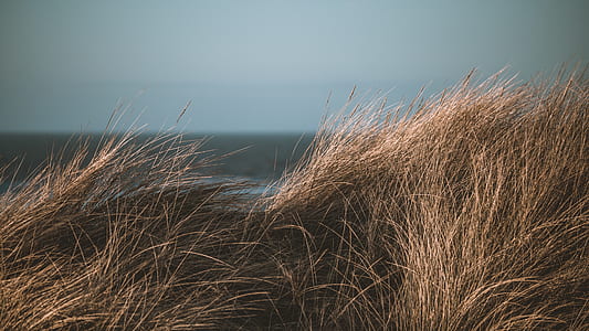 shallow focus photography of brown grass thumbnail
