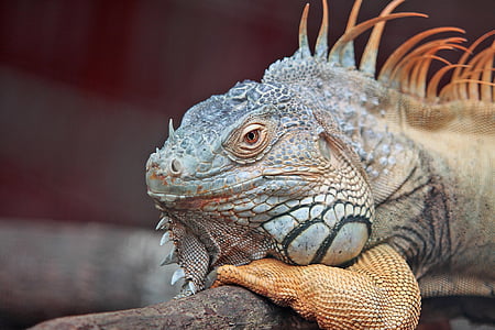 close-up photo of brown iguana thumbnail