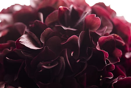 close up photo of maroon flowers thumbnail