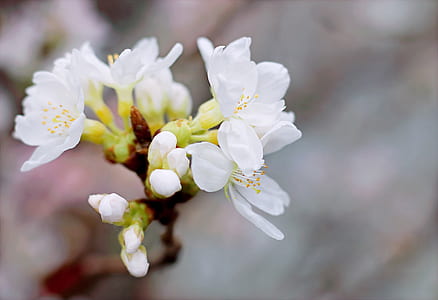 White Cherry Blossoms in Bloom Close-up Photo thumbnail