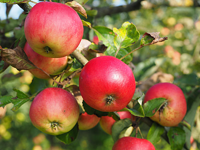 close up photography of red apples thumbnail