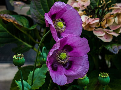 closeup photo of two purple poppy flowers thumbnail