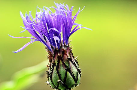 cornflower, mountain knapweed, flower, blossom, bloom, flora thumbnail