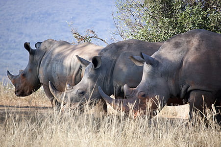three rhinos on the ground thumbnail