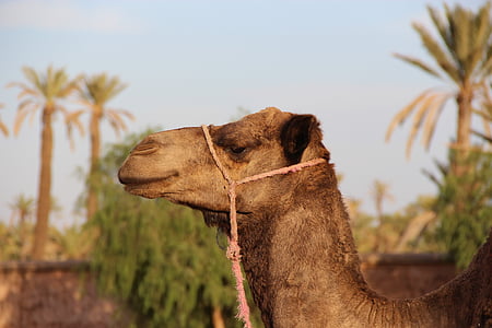 wildlife photography of brown camel thumbnail