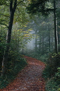 dirt road between green leaf tree at daytime thumbnail