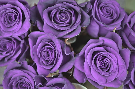 purple rose flowers thumbnail