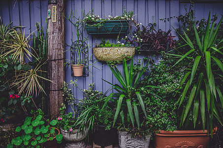 two green sword-shaped leafed plant on pot thumbnail