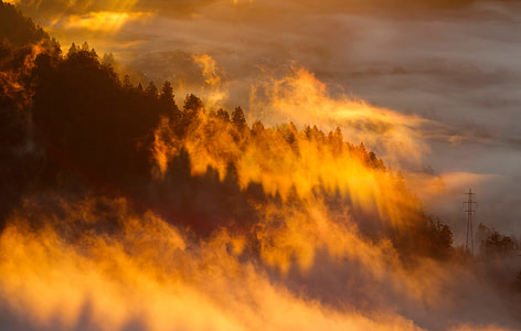 forest with fog during sunrise thumbnail