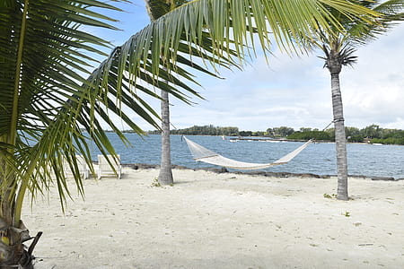 photo of white hammock mounted on coconut trees thumbnail