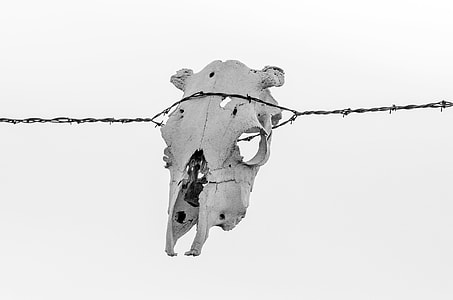animal skull hanged on barbwire at daytime thumbnail