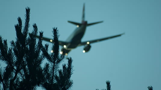 green-leafed tree under airplane close up photography thumbnail