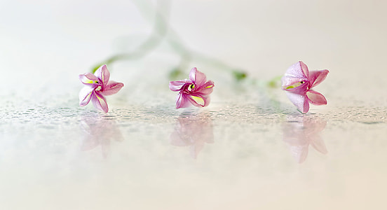 three pink petaled flowers thumbnail