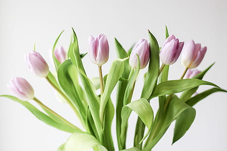 pink flowers with green leaves thumbnail