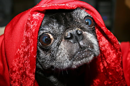 red textile on dog's head thumbnail