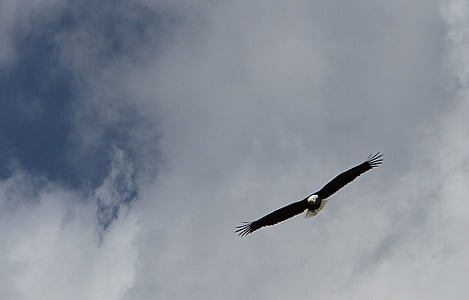 black and white eagle on air thumbnail