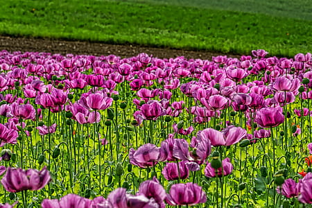 purple petaled flower field taken during daytime thumbnail