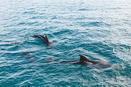 two whales on rippling body of water thumbnail