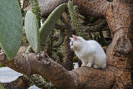 white cat sitting on cactus tree thumbnail