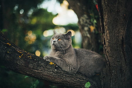 cat sitting on branch thumbnail